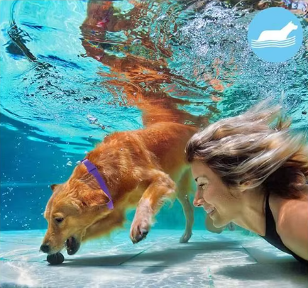 Coleira Antiestresse para Pets